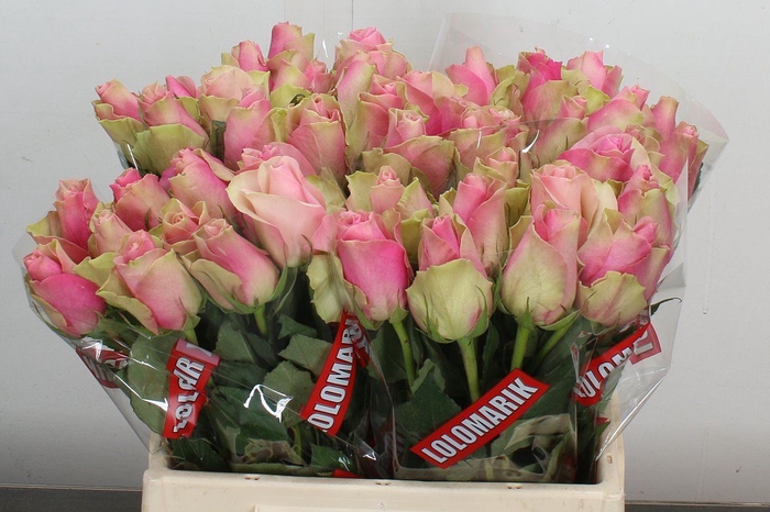 <h4>Rosa GR 'Belle Rose'</h4>