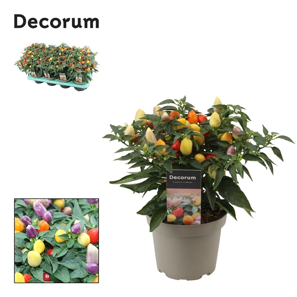 <h4>Capsicum Autumn Daylight P13 Decorum</h4>