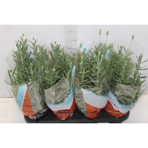 LAVANDULA ANGUSTIFOLIA P15