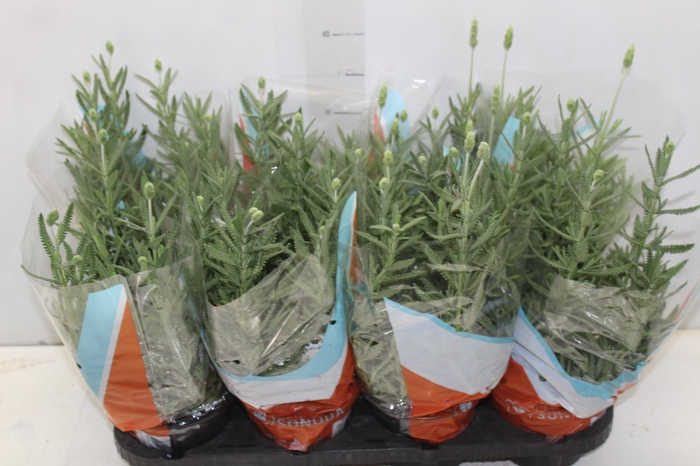 <h4>LAVANDULA ANGUSTIFOLIA P15</h4>
