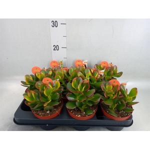 Crassula ovata 'Sunset'