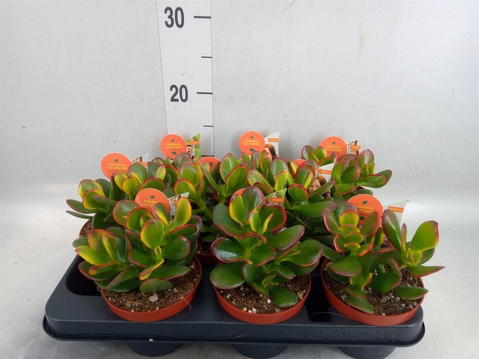<h4>Crassula ovata 'Sunset'</h4>