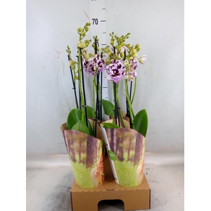 Phalaenopsis  'FC Speechless Elega'