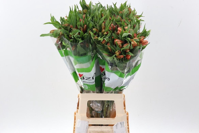 <h4>Alstr Orange Queen Fu</h4>