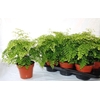 Adiantum raddi. 'Fragrans'