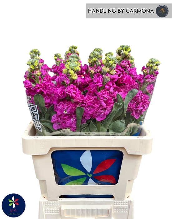 <h4>MATTH IRON ROSE</h4>