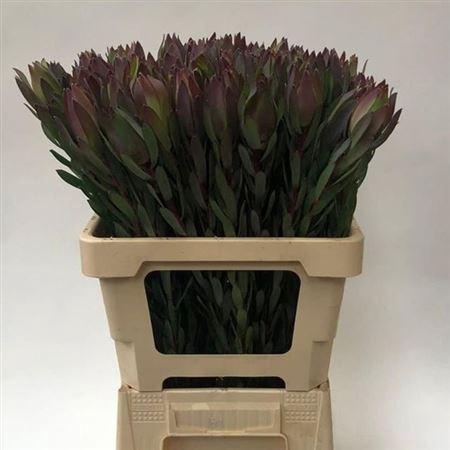 <h4>Leucad Mountain Rose</h4>