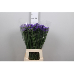 Lim S Cryst Dark Blue