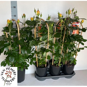 ROSA FL TWIST SELECT