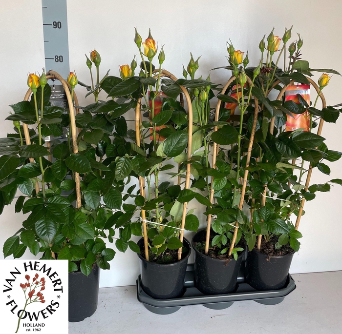 <h4>ROSA FL TWIST SELECT</h4>