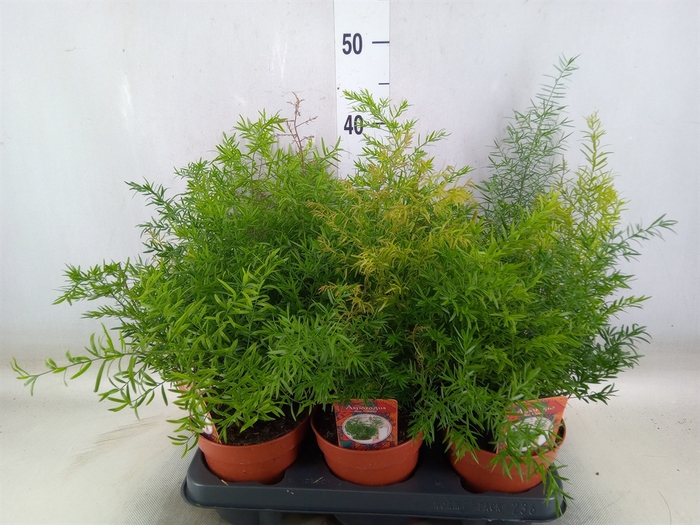 <h4>Asparagus dens. 'Cwebe'</h4>