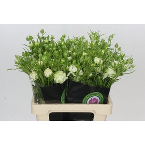 Ranunculus Natura Moderna Galaxy