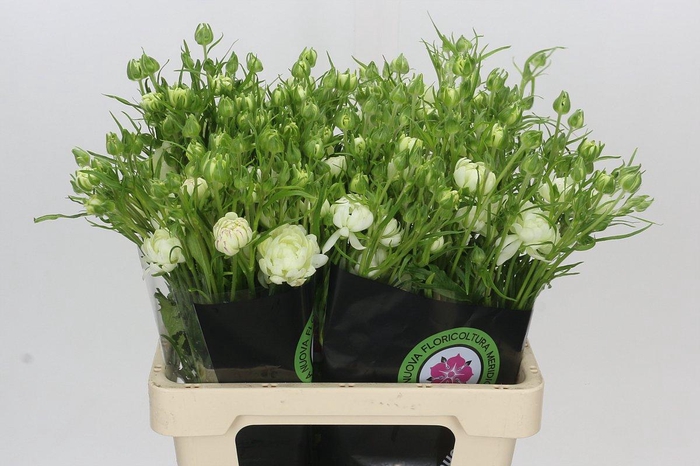 <h4>Ranunculus Natura Moderna Galaxy</h4>