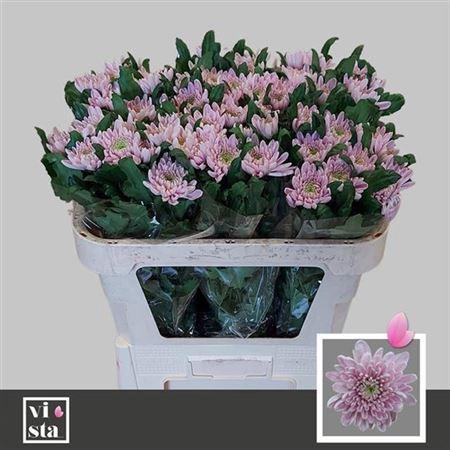 <h4>Chr G Rossano</h4>