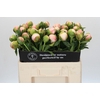 Paeonia Colonel Owen Cousins