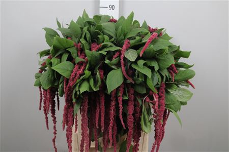 <h4>Amar Ca Red Cord</h4>