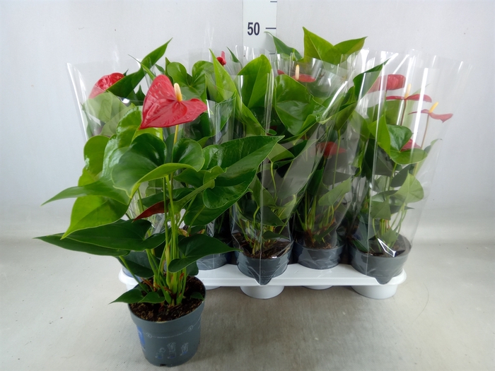 <h4>Anthurium andr. 'Karma Red'</h4>