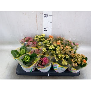 Kalanchoe blos.   ..rosebud mix  5