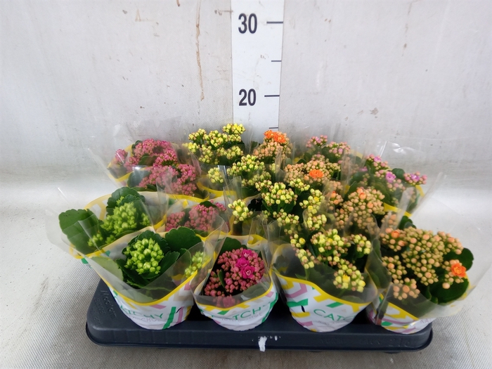 <h4>Kalanchoe blos.   ..rosebud mix  5</h4>