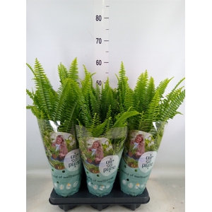 Nephrolepis exal. 'Green Lady'