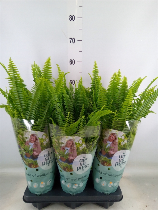 <h4>Nephrolepis exal. 'Green Lady'</h4>