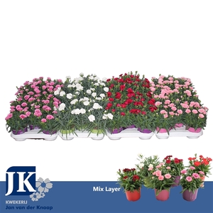 Dianthus P12 mix per laag TST