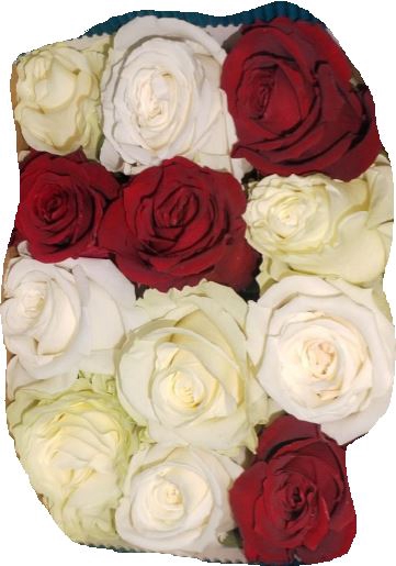 <h4>R Gr Rainbow Valentine 40cm EC</h4>