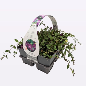 Vinca minor 'Atropurpurea'