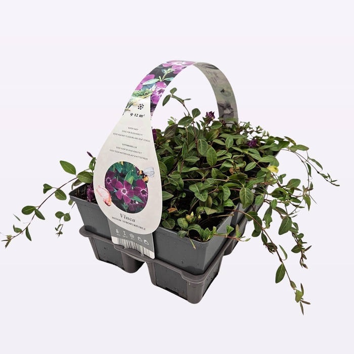 <h4>Vinca minor 'Atropurpurea'</h4>