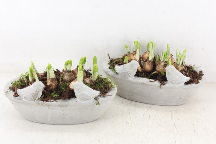 <h4>arr4 Narcis JS - Vogel ovaal x4</h4>