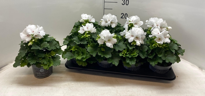 <h4>PELAR GRANDI WHITE P12</h4>