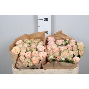 R Tr Gentle Trendsetter