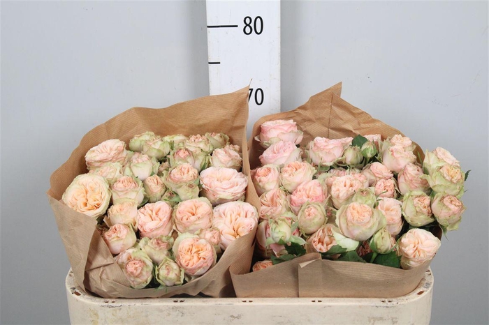 <h4>R Tr Gentle Trendsetter</h4>