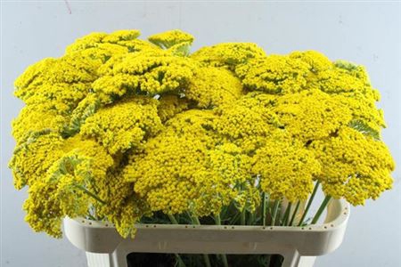 <h4>Achil F Park Variety</h4>