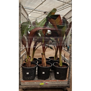 ENSETE VENT MAURELII