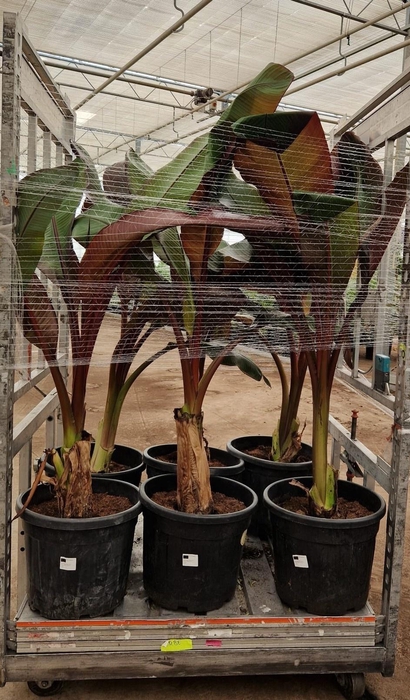 <h4>ENSETE VENT MAURELII</h4>