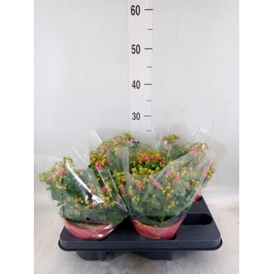 Kalanchoe HG 'Dream Bells'