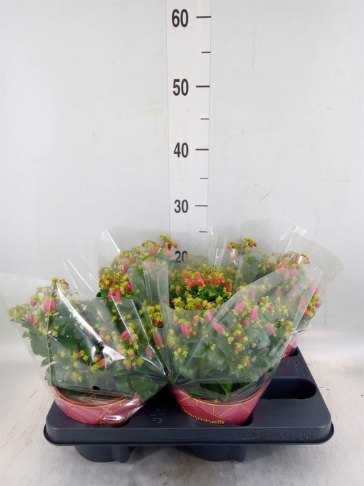 <h4>Kalanchoe HG 'Dream Bells'</h4>