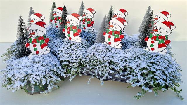 <h4>SOLEIROLIA TREE SNOWMAN X8</h4>