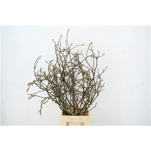 Magnolia Grillig Per Stem 120cm