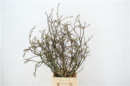 <h4>Magnolia Grillig Per Stem 120cm</h4>