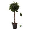 Ficus Mi Overig stam Nitida