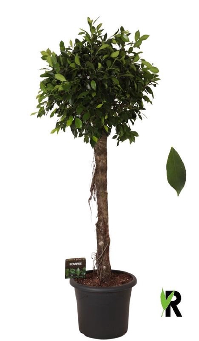 Ficus Mi Overig stam Nitida