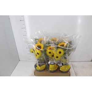 GIRASSOL MINI SUN BRIGHT P15