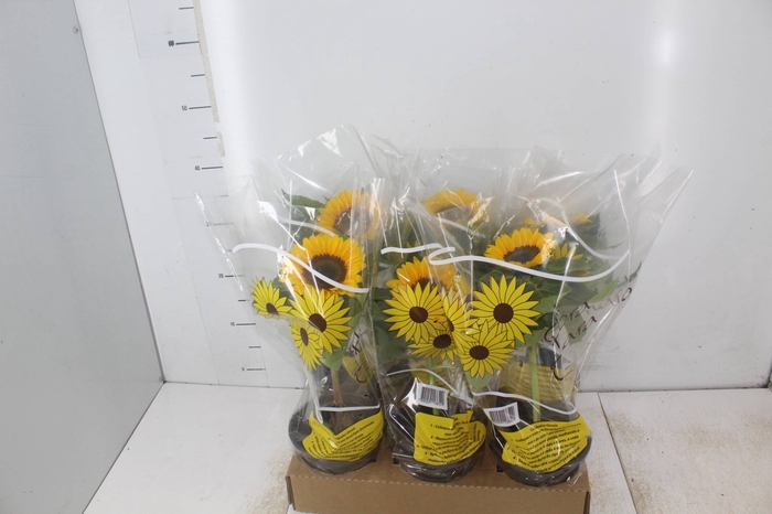 <h4>GIRASSOL MINI SUN BRIGHT P15</h4>