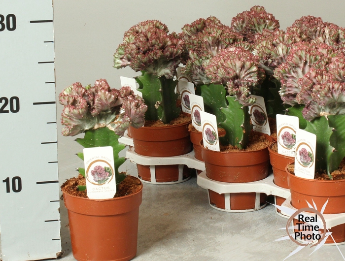 <h4>EUPHOR LAC CRISTATA</h4>