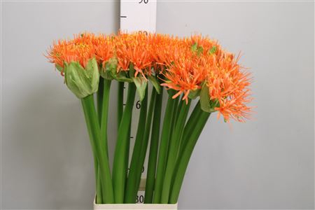 Scadoxus Orange Wonder