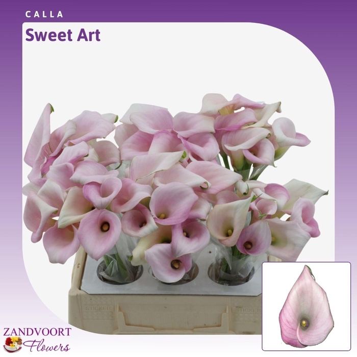 <h4>Calla Sweet Art</h4>