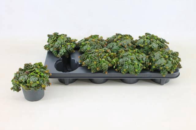 <h4>SEDUM MA TORNADO</h4>