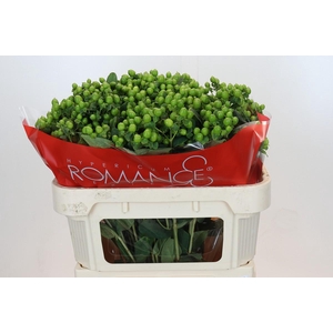 Hypericum Jungle Romance Spray